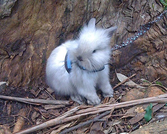 Pipo é um coelhinho com juba de leão