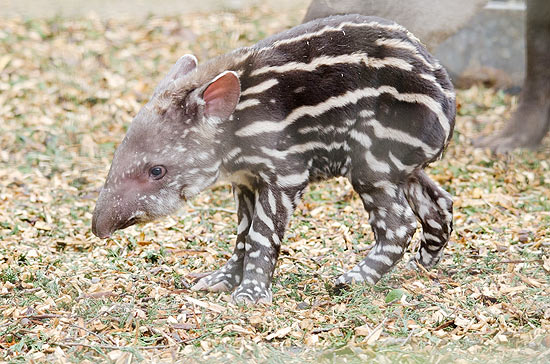 Filhote de anta brasileira ameaçada nasce em zoológico britânico 