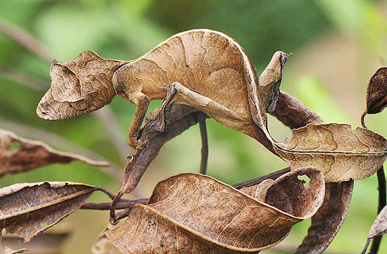 A 'lagartixa-satânica-cauda-de-folha', natural de Madagascar, utiliza as folhas secas para não chamar atenção no Parque Nacional de Andasibe-Mantadia