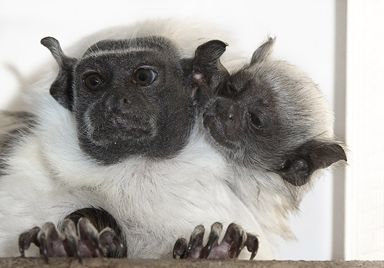 Primata mais raro da Amazônia' nasce em parque ambiental britânico