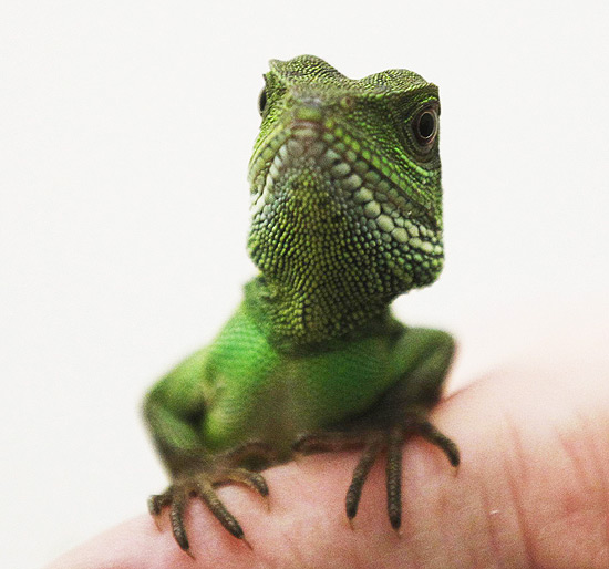 Lagarto posa para fotos no aeroporto de Frankfurt