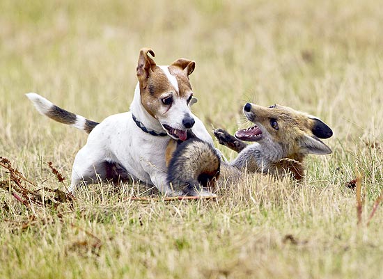 Fotógrafo registra amizade entre cão e raposa