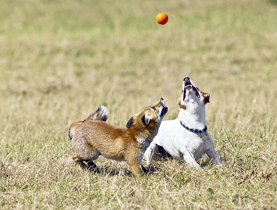 Cão e raposa brincam juntos