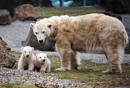 Enquanto os filhotes saem pela primeira vez ao ar livre, a mamãe urso os observa de longe