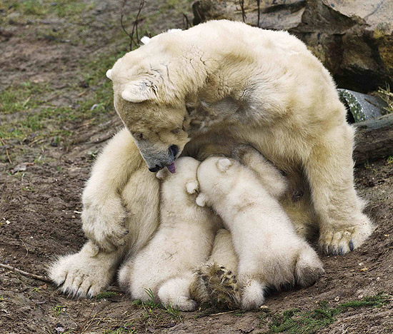 Mamãe urso lambe filhotes enquanto os amamenta