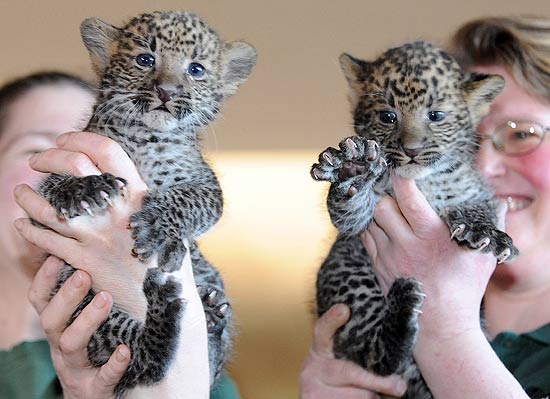 O filhotes de leopardo, Sri Kandi e Arjuna, são apresentados ao público