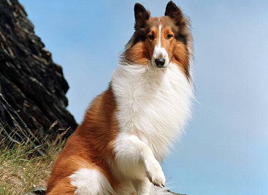  A famosa Lassie, que na verdade se chama Pal e é um macho