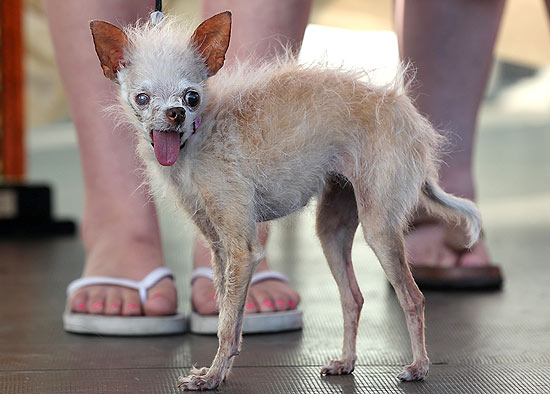 Yoda, o cão que foi eleito em um concurso nos Estados Unidos o "mais feio do mundo" morreu