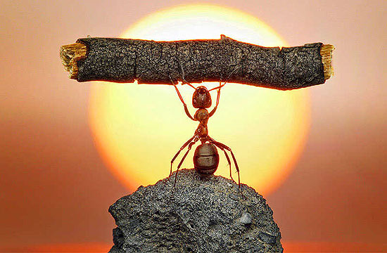 Formiga "levanta" galho pesado em foto do russo Andrey Pavlov