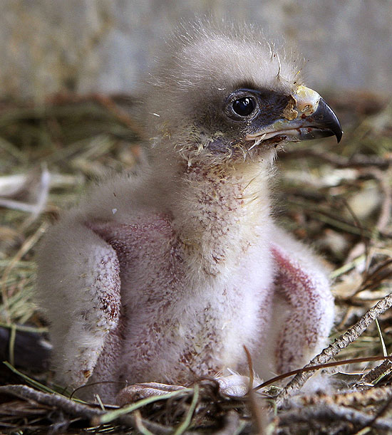 Filhote de águia sai da incubadora para reencontrar pais, em Madri