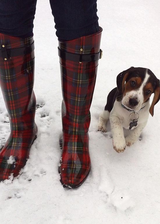 O pequeno Barney adora brincar na neve