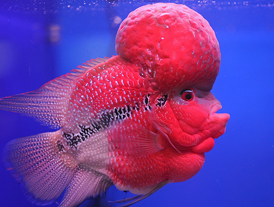 O peixe da espécie flowerhorn e seu "topete"