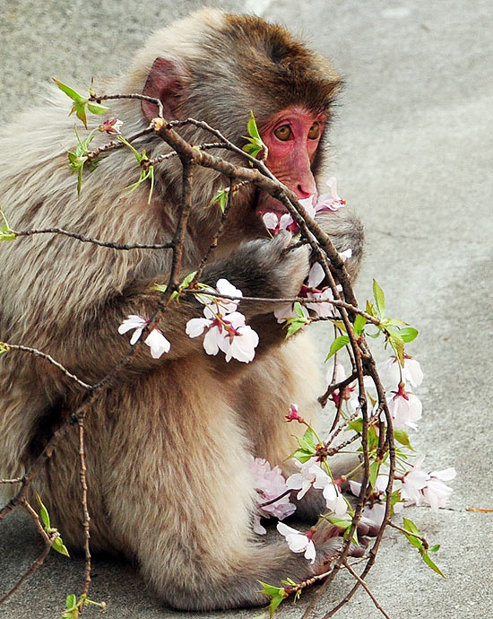 Macaco japonês come flor de cerejeira no zoológico de Tóquio