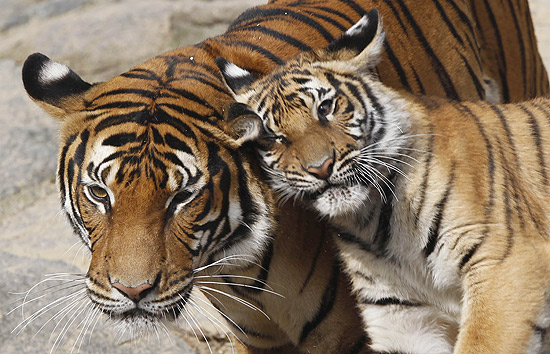 Filhote brinca com tigre adulto em zoo da Alemanha