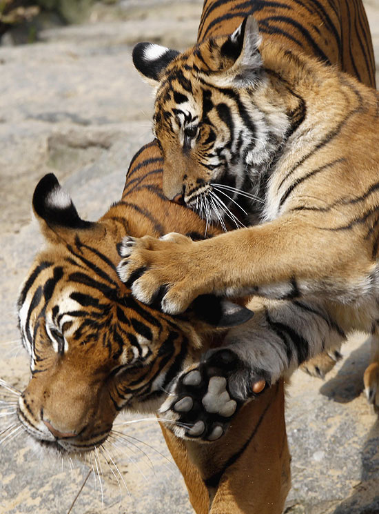 Os bebês tigres nasceram em agosto do ano passado