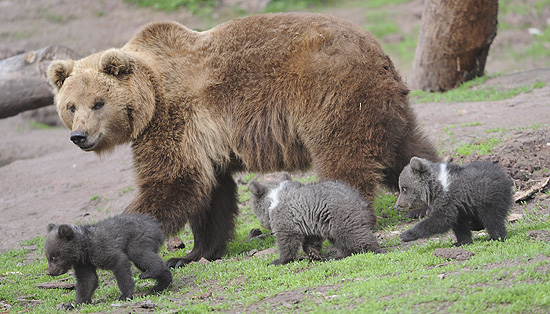 Ursa passeia com seus filhotes