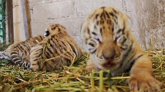 Tigres 'híbridos' nascem em zoológico no México