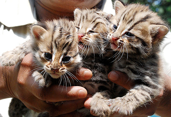 Filhotes de leopardo nascem em zoo na Índia