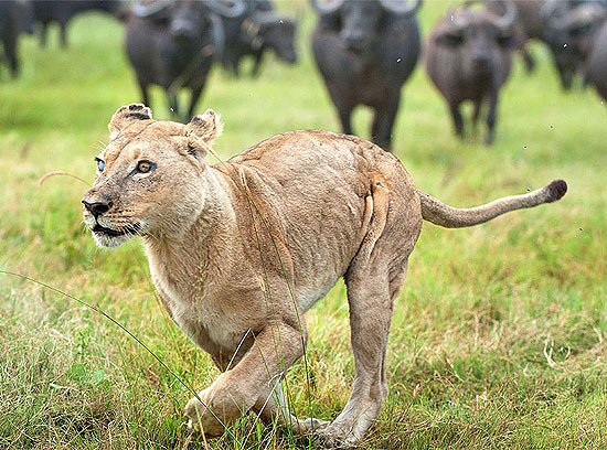 Leoa corre de búfalos em Botsuana