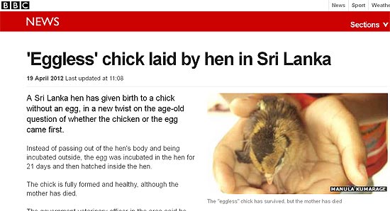 Pintinho que nasceu sem ovo no Sri Lanka na página da BBC
