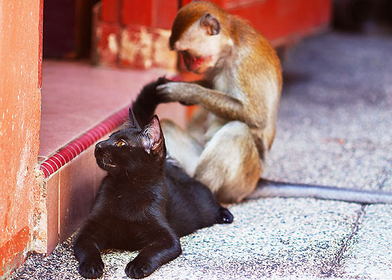 O macaco dá uma checada no rabo de felino