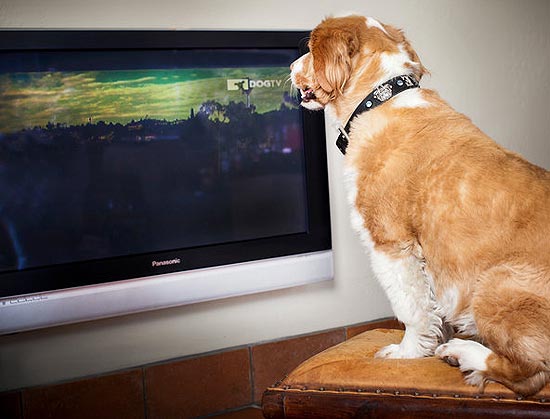 Cão assiste programa da DogTV