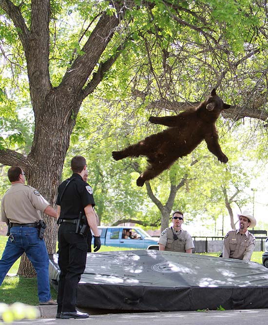 O momento que o urso caiu da árvore