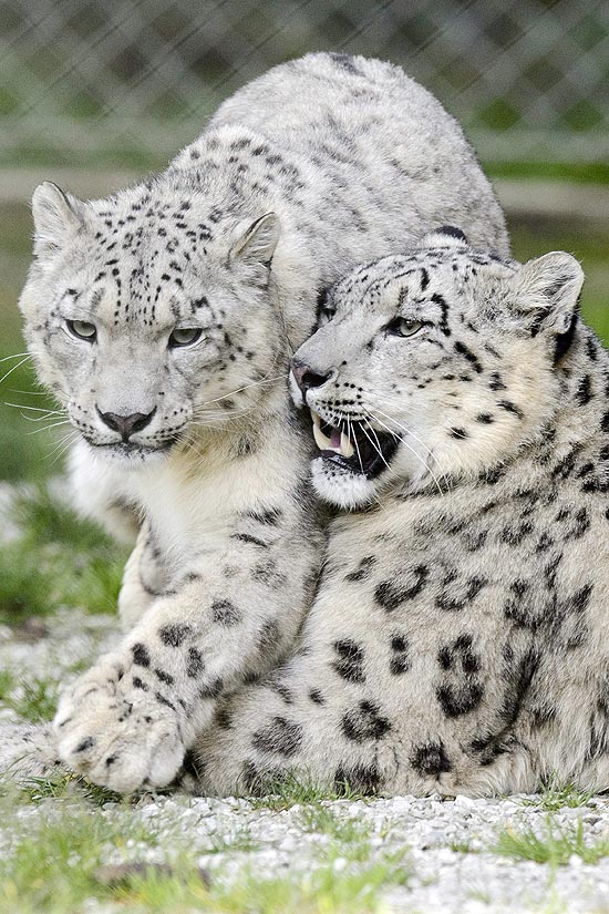 O casal de felinos vive no zoológico de Servion, na Suiça