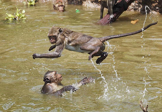 Macacos se divertem em lago