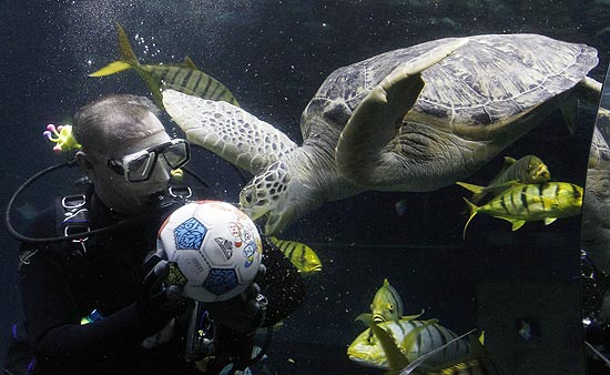 A tartaruga marinha brincou ao lado de um mergulhador