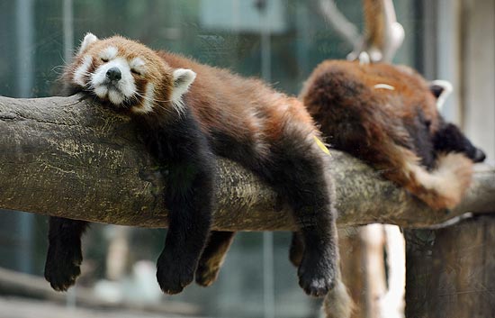 Pandas vermelhos dormem em zoo de Pequim