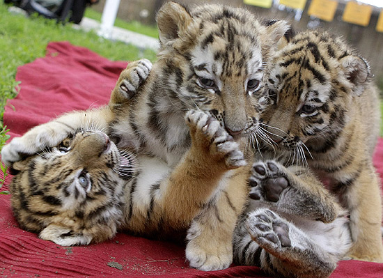 Tigrinhos se divertem em zoo de Budapeste