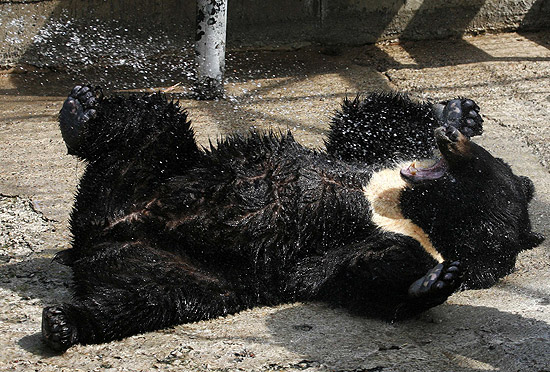 O urso Yozhik se divertiu com o banho de esguicho