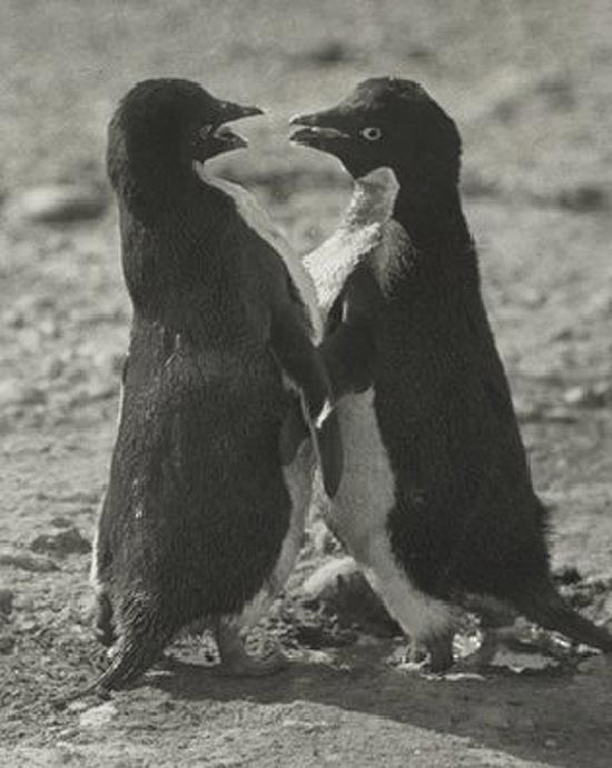 Relato comentava sobre coerção sexual e necrofilia entre pinguins