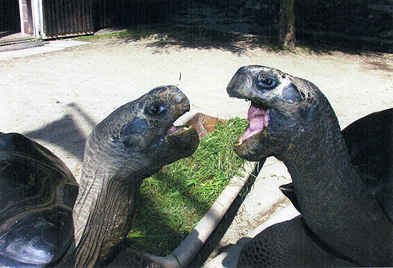 Bibi e Poldi no zoo de Klagenfurt. As duas não se suportam mais