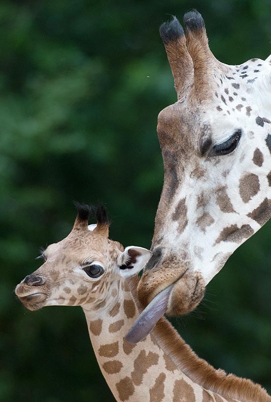 Bebê girafa ganha lambida da mãe