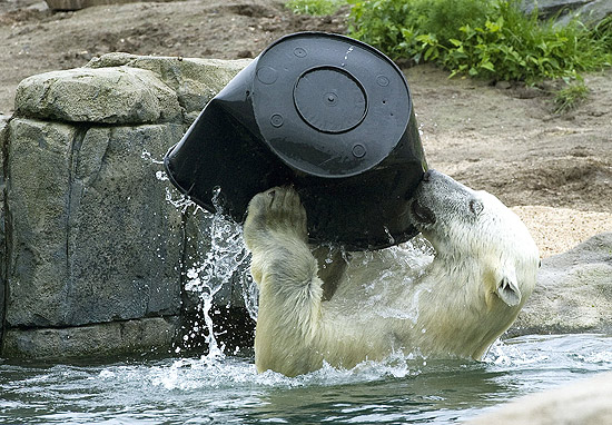 Urso polar se diverte com balde de plástico