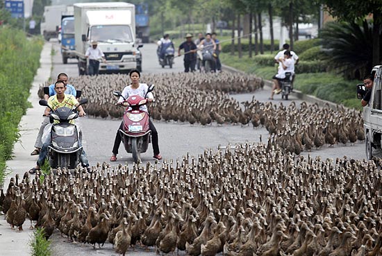 Motoristas ficam presos no trânsito por causa da travessia dos patos