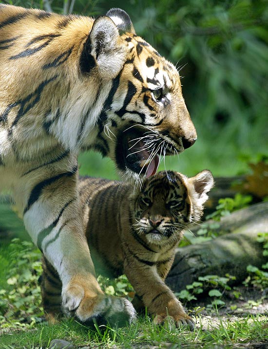 Filhote de tigre caminha ao lado da mãe