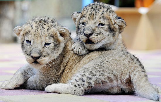 Os dois filhotes de leão nasceram há uma semana no zoo de Stavropol