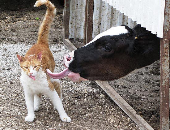 O gatinho ganhou uma bela lambida de uma vaca