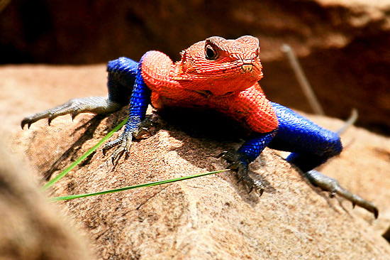 As cores do lagarto são semelhantes as do uniforme do Homem-Aranha
