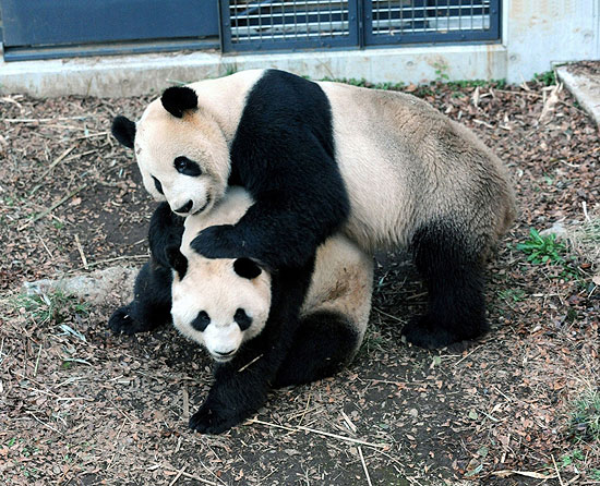 Pandas gigantes do zoo de Tóquio