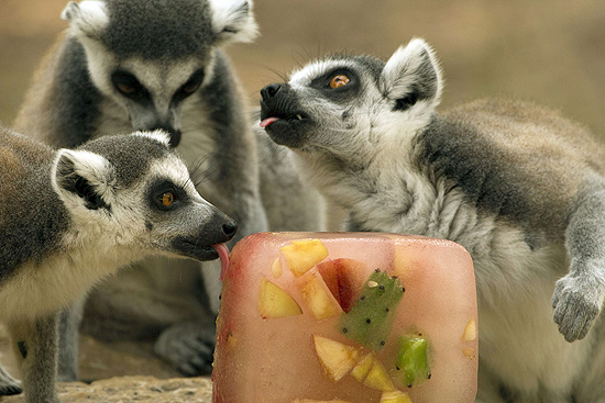 Lêmures dividem sorvete no zoo 