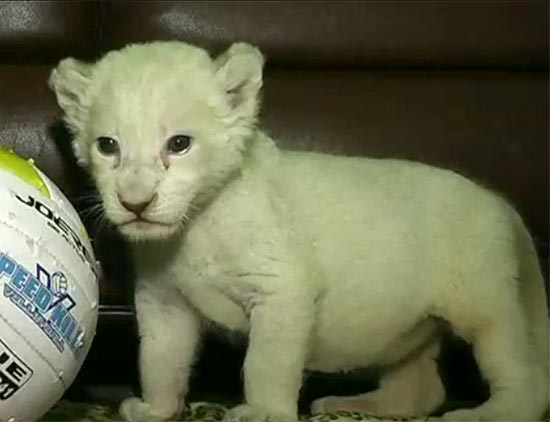 Leões albinos nascem em zoo da Ucrânia