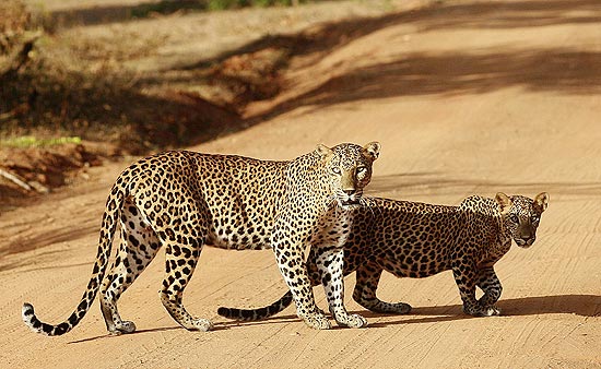 Em dia de sol, leopardos rumam a selva em cidade do Sri Lanka