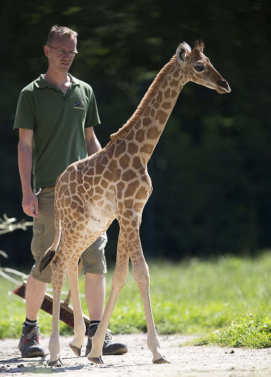 A girafa Dorle e seu cuidador passeiam em zoo na Alemanha