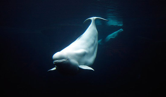 Esta baleia beluga tem sido mantida no aquário de um shopping por