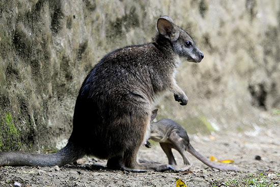 Wallabi no zoo da Colômbia; marsupiais são tema de estudo de pesquisadores russos