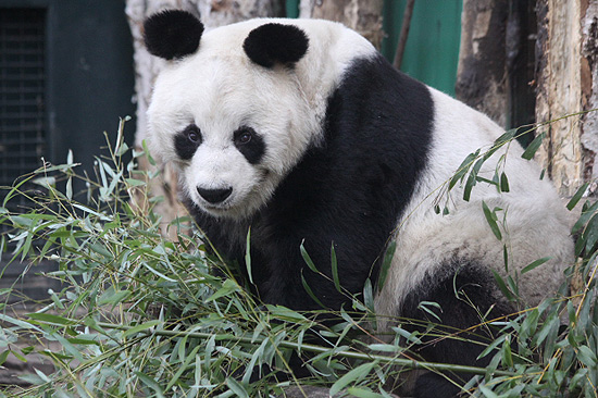 O panda Bao Bao, que morava no Zoológico de Berlim desde 1980 morreu nesta quarta-feira aos 34 anos de idade